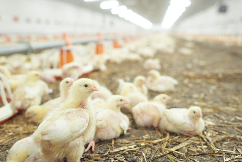 What You Need to Know About Poultry Litter as a Soil Amendment