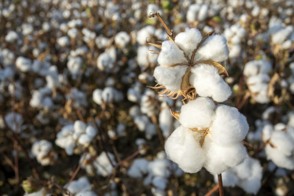 Cotton field (Turkey / Izmir). Agriculture concept photo.
